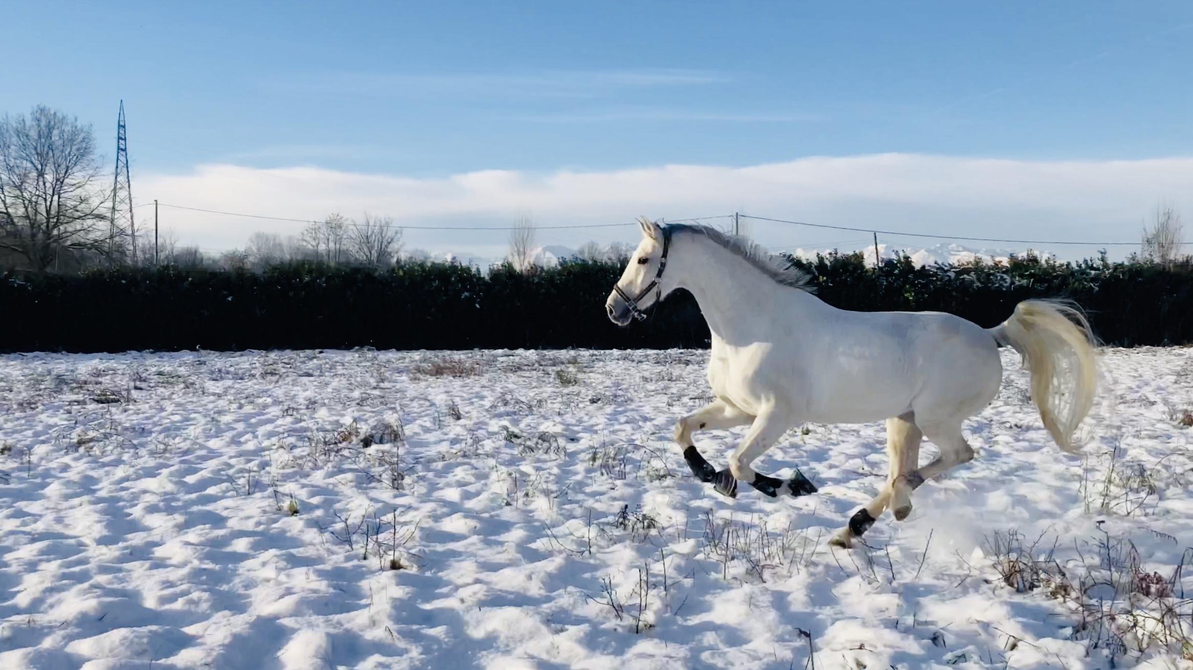 running horse
